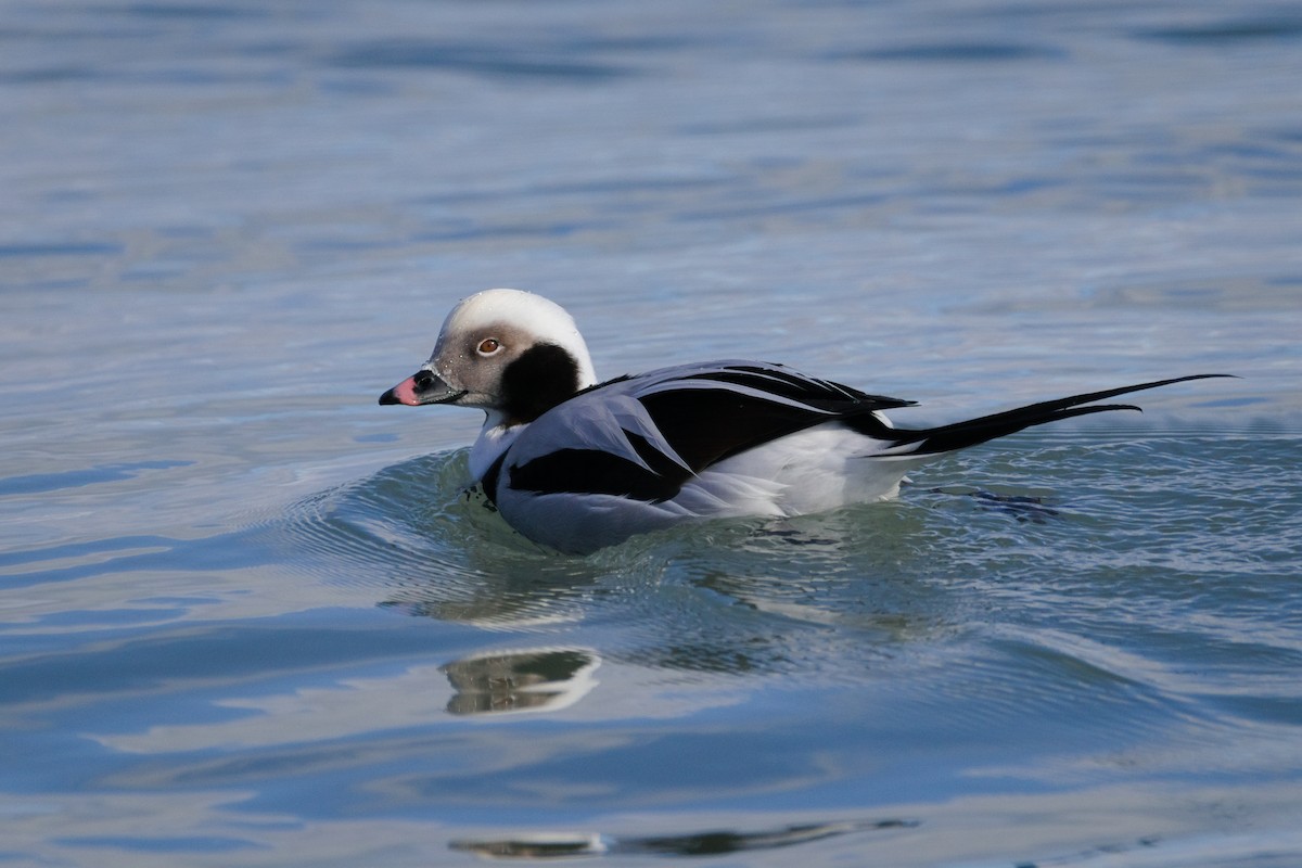 ברווז קרח - ML645964736