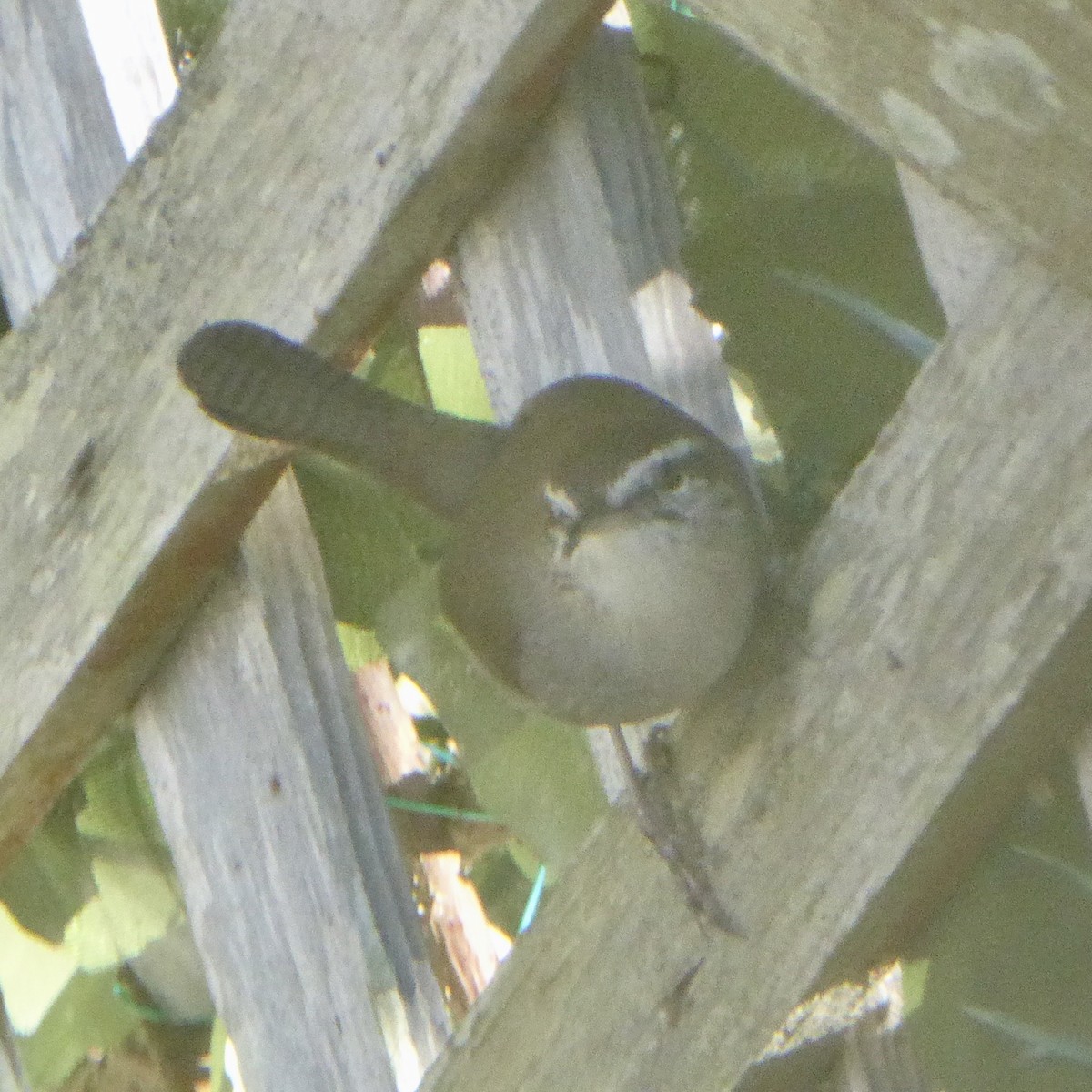 střízlík pokřovní - ML645964741