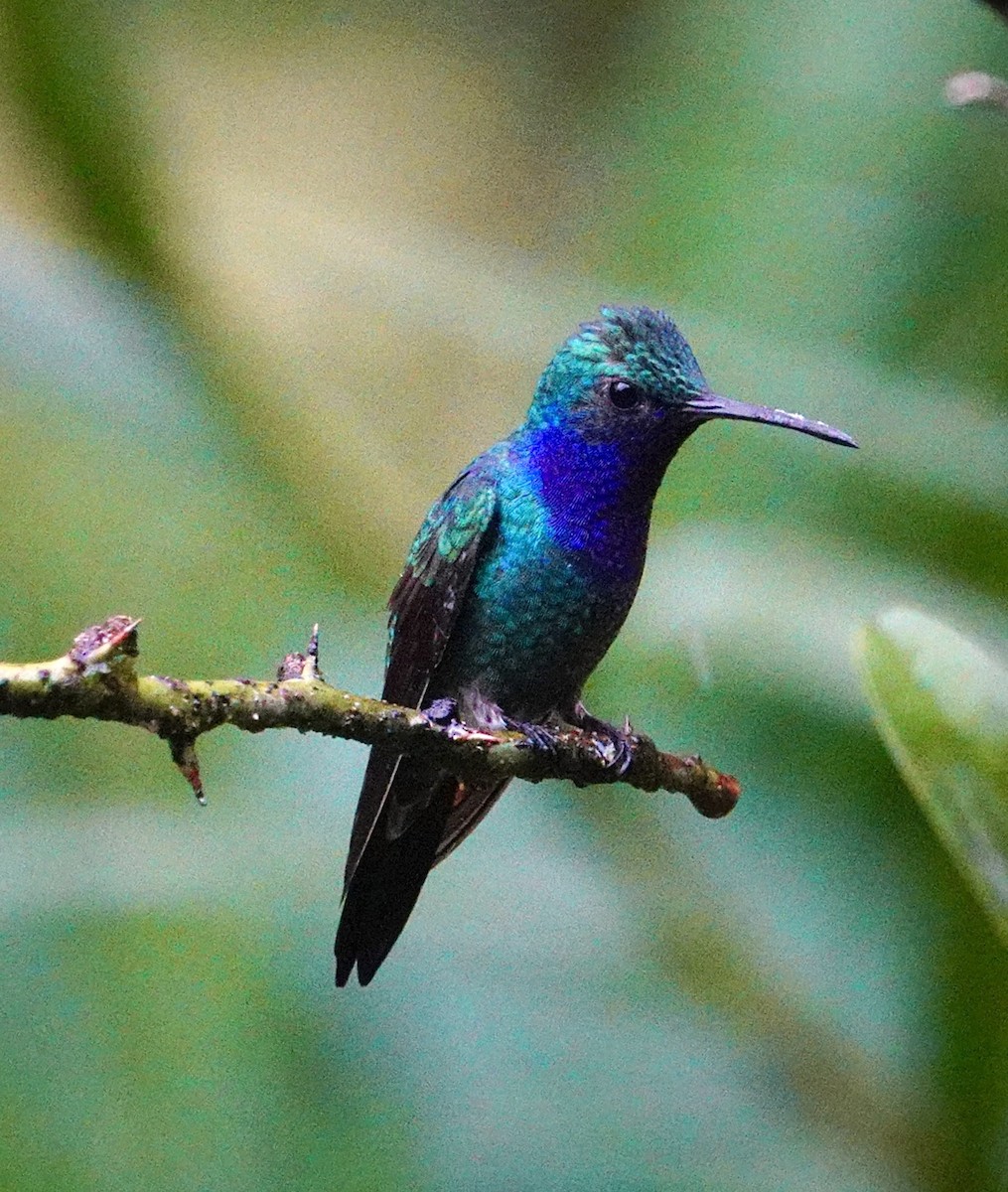 kolibřík safírovohrdlý - ML645964742