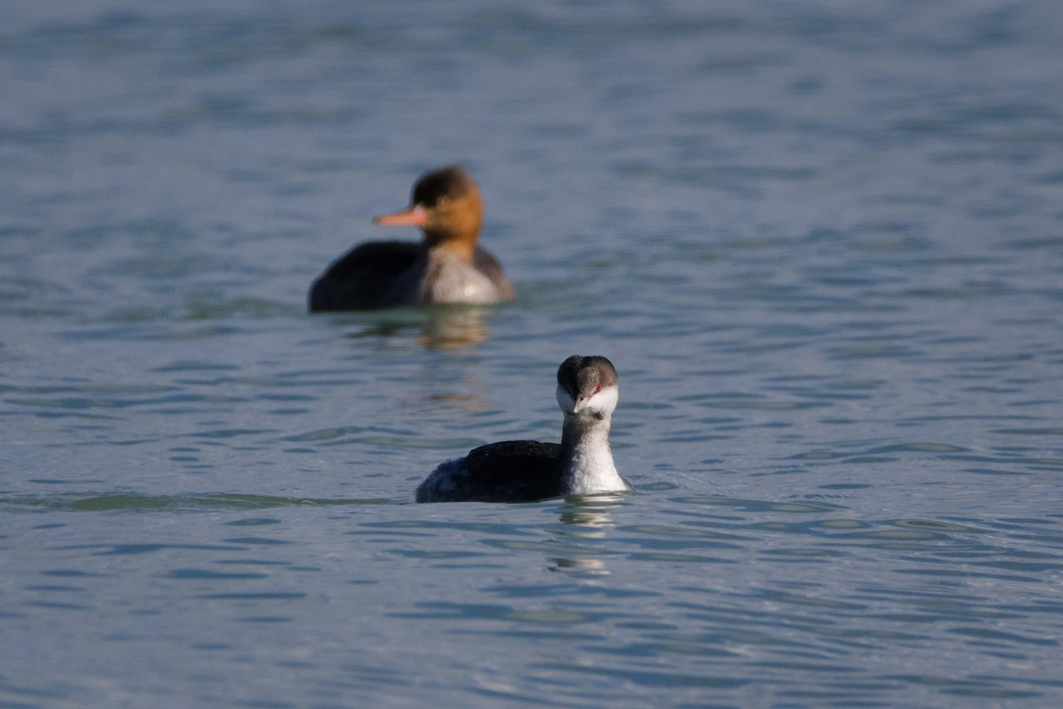 potápka žlutorohá - ML645964743