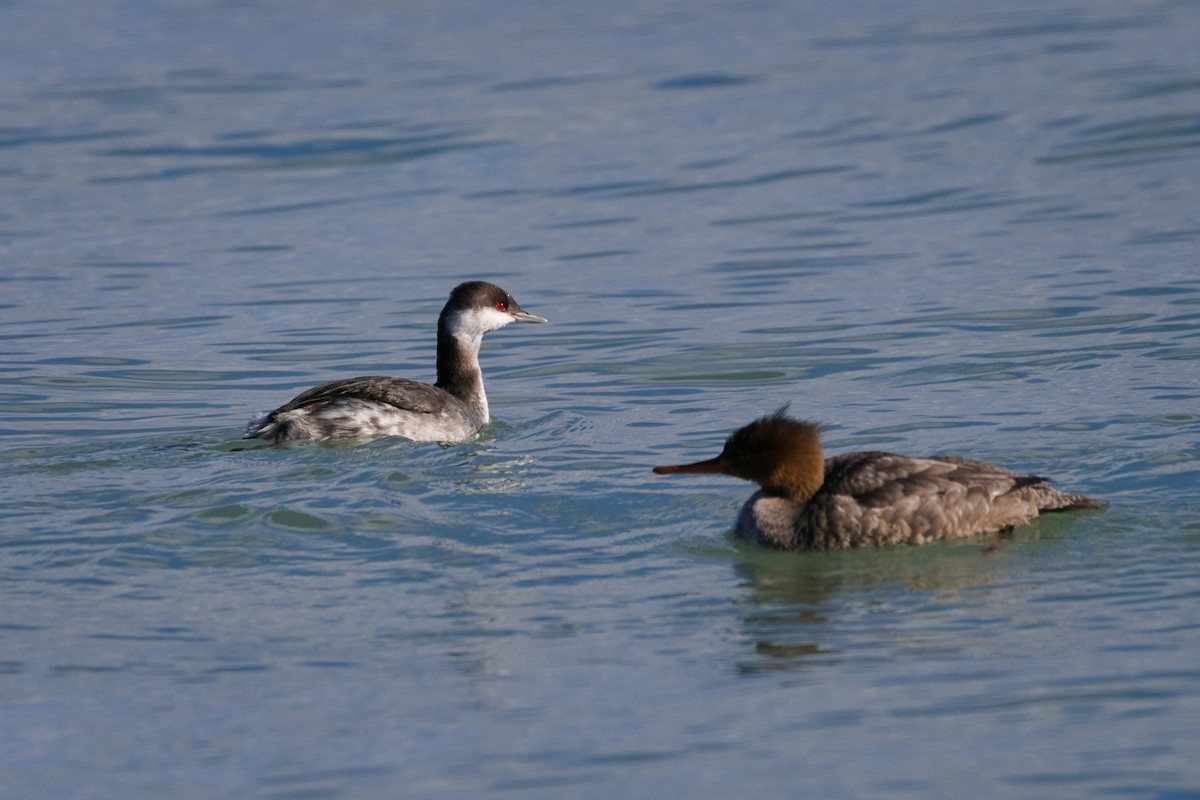 potápka žlutorohá - ML645964744