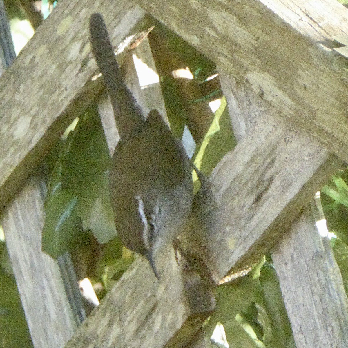 střízlík pokřovní - ML645964745