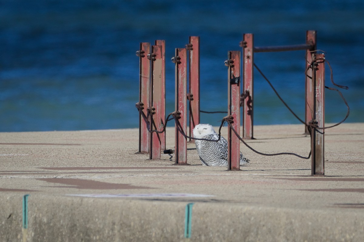 sovice sněžní - ML645964748