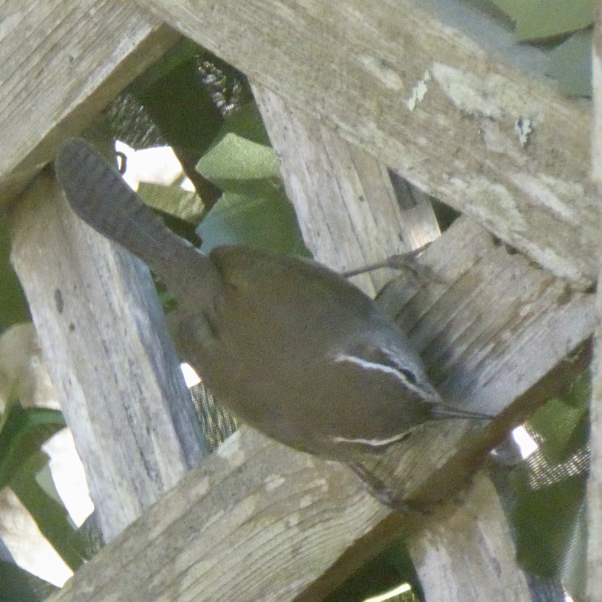 střízlík pokřovní - ML645964749