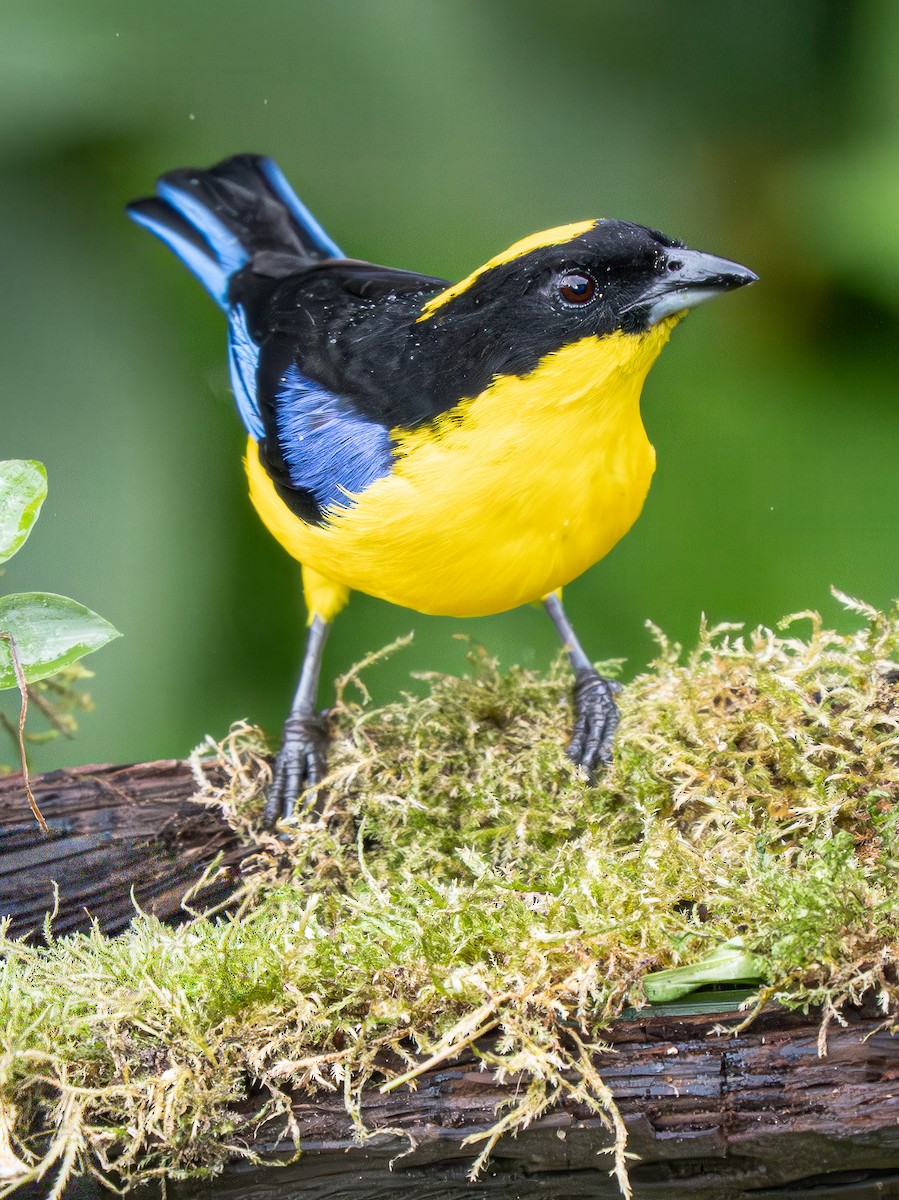 Blue-winged Mountain Tanager - ML645964751