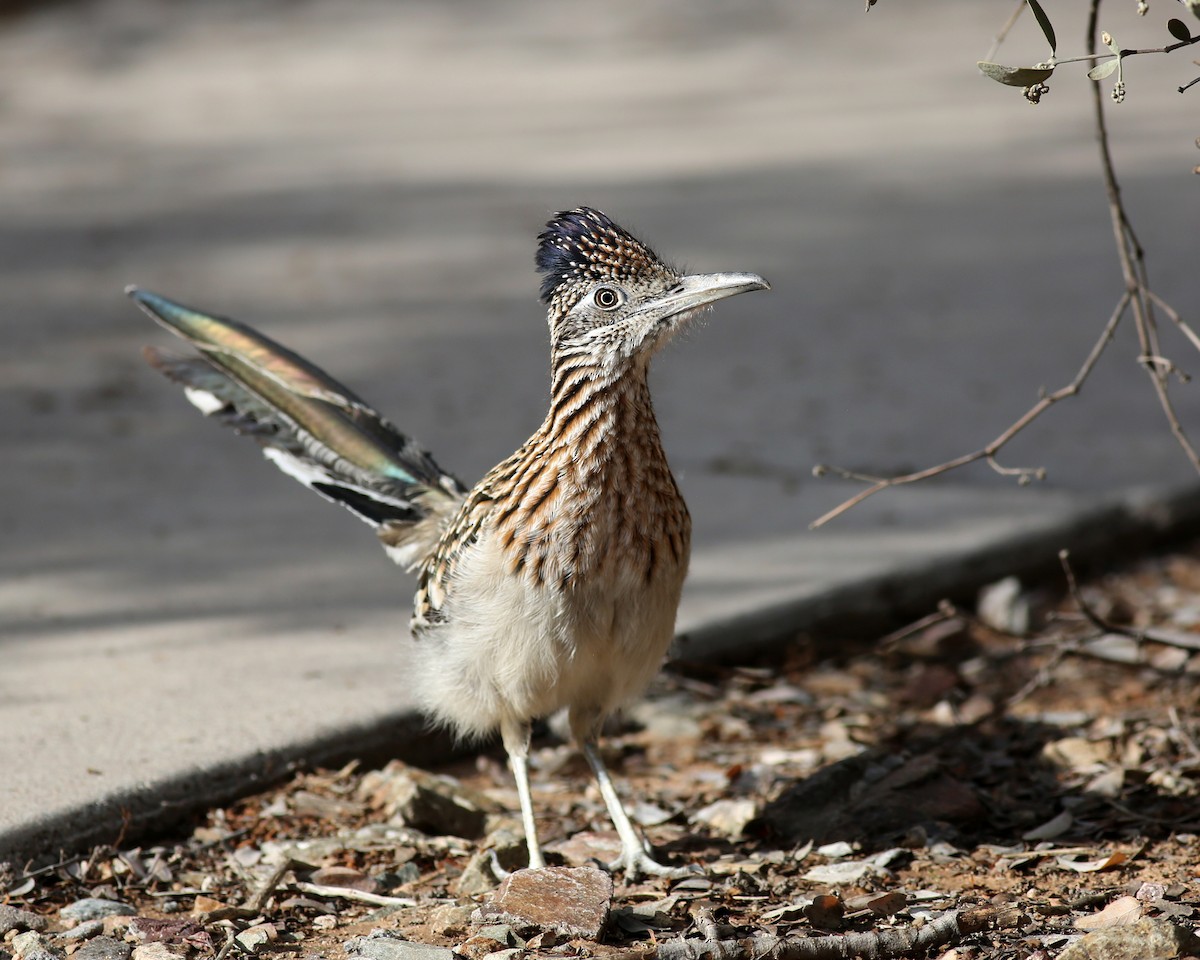 kukačka kohoutí - ML645964753