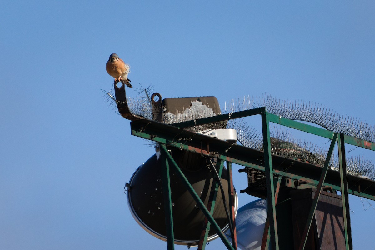 poštolka pestrá - ML645964755