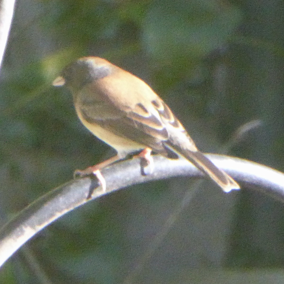 strnadec zimní - ML645964756