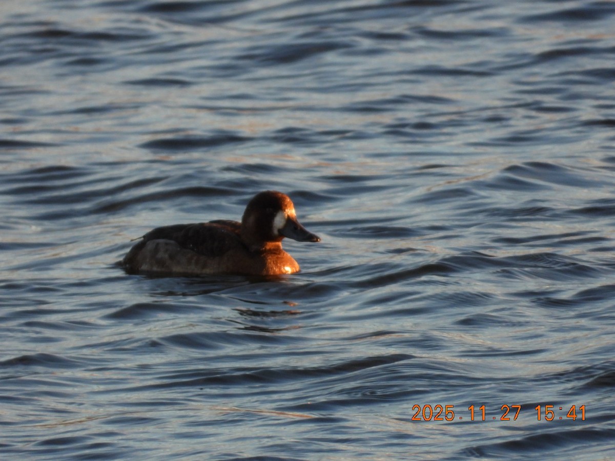 polák kaholka - ML645964757