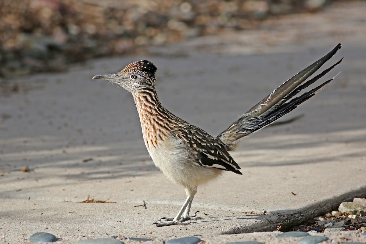 kukačka kohoutí - ML645964758