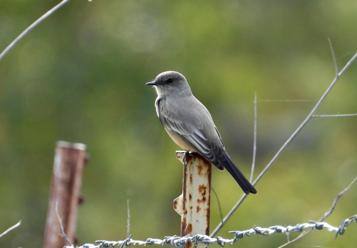 Say's Phoebe - ML645964761