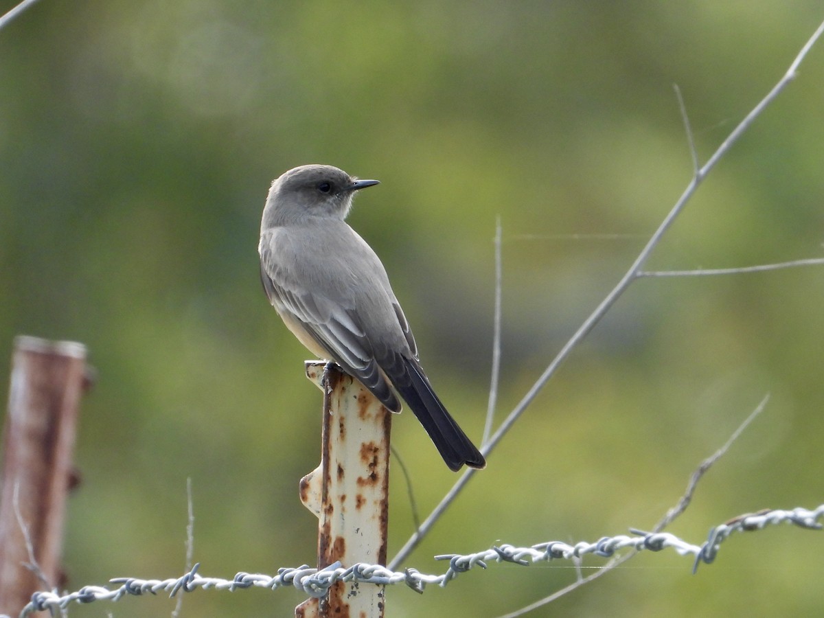 Say's Phoebe - ML645964762