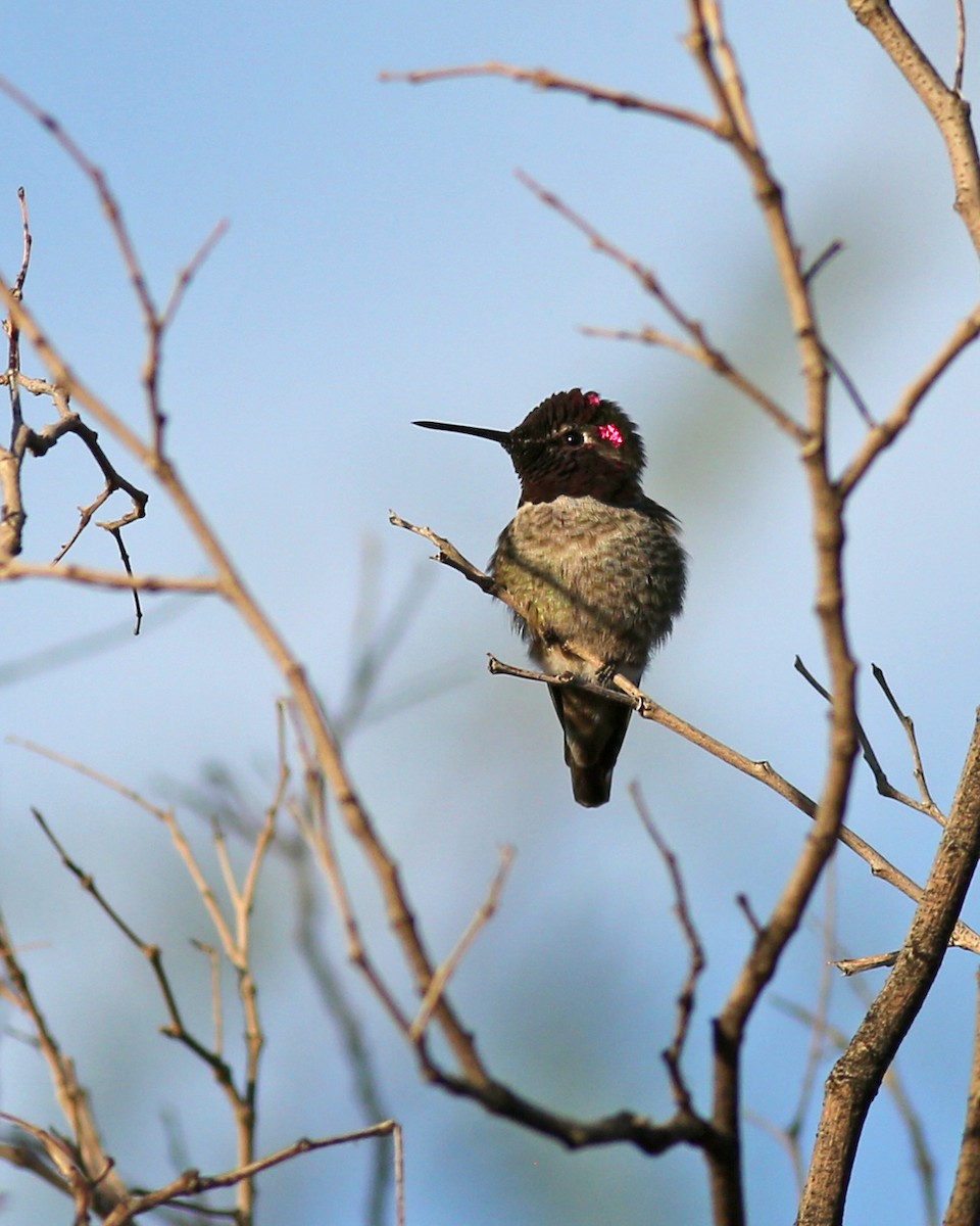 kalypta růžovohlavá - ML645964763