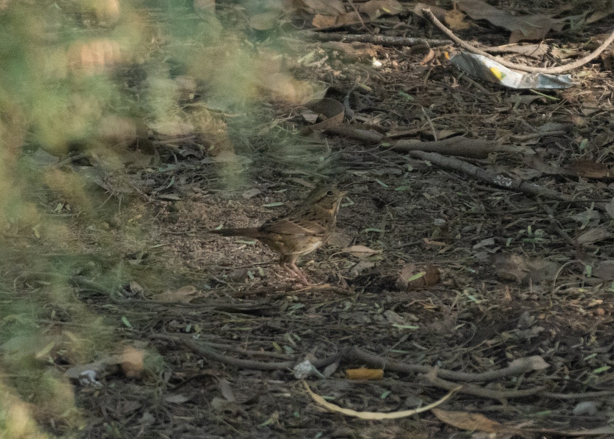 strnadec pruhohlavý - ML645964764