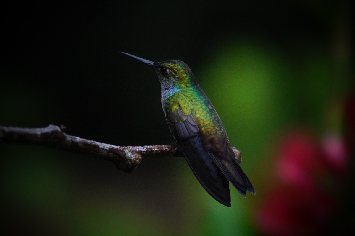 kolibřík modroprsý - ML645964765