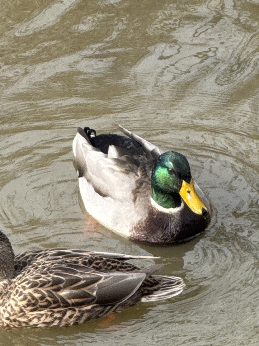 kachna divoká - ML645964767