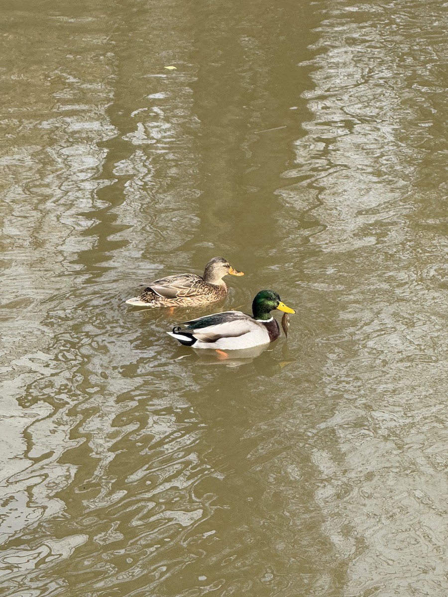 kachna divoká - ML645964768