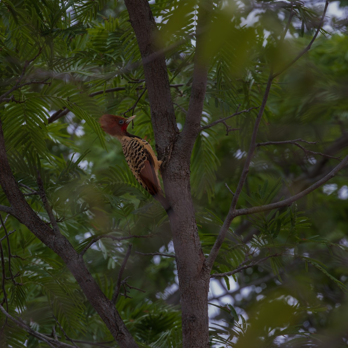 datel tocantinský - ML645964771