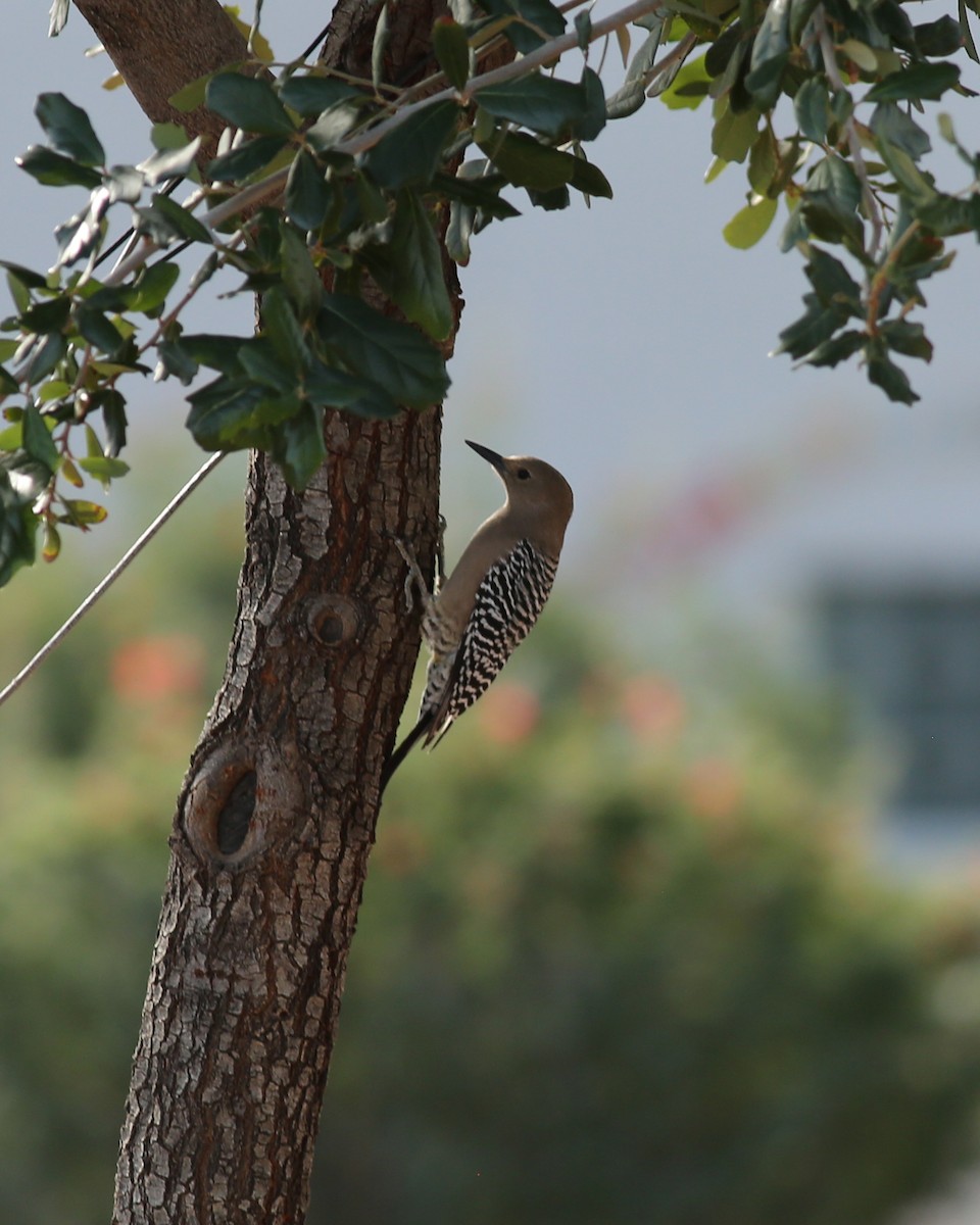 datel gilský - ML645964772