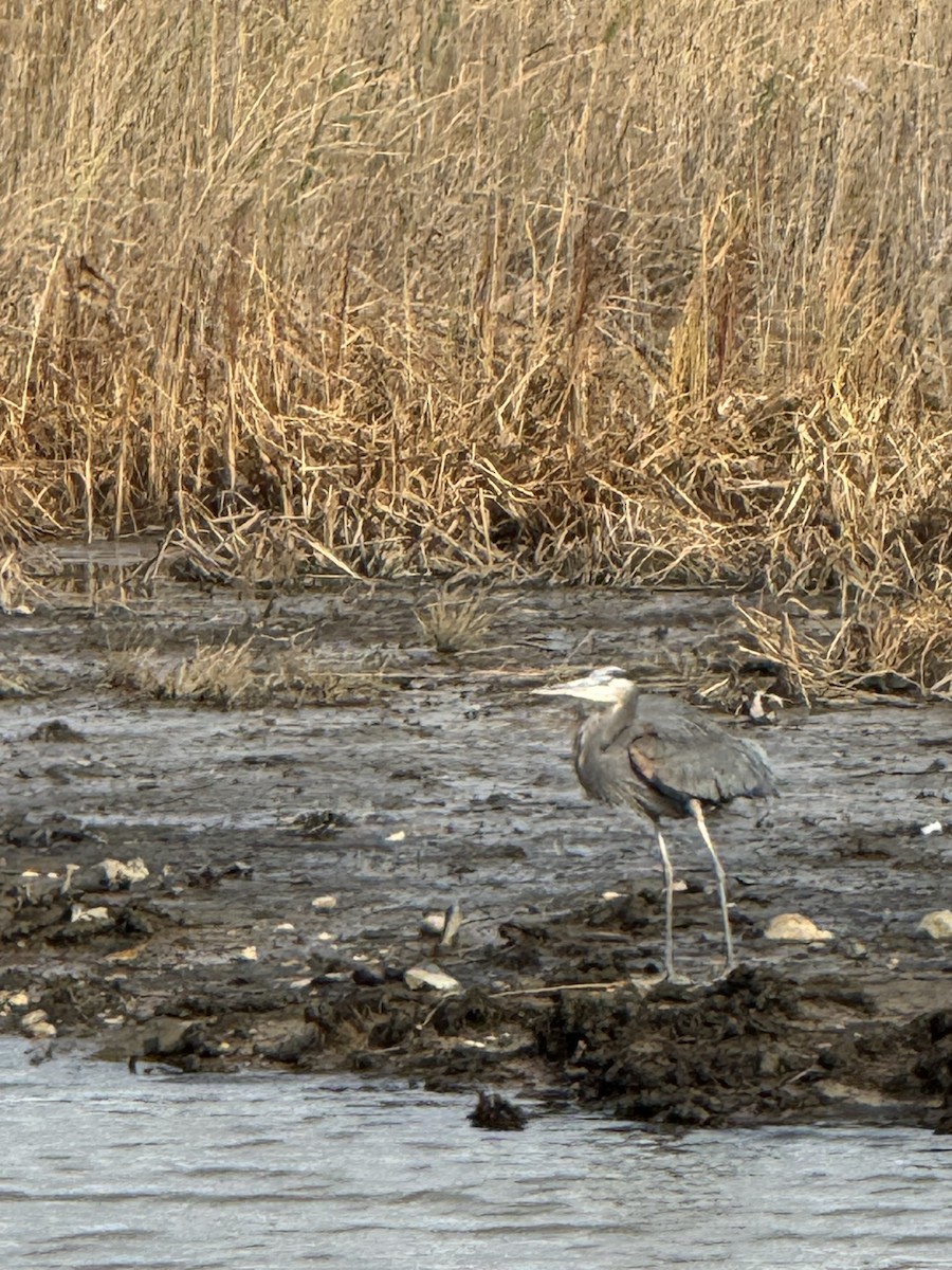 volavka velká - ML645964773