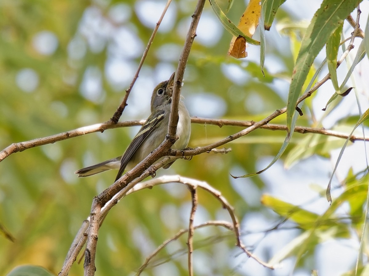 Chestnut-sided Warbler - ML645964775
