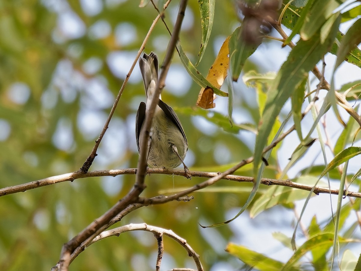 Chestnut-sided Warbler - ML645964776