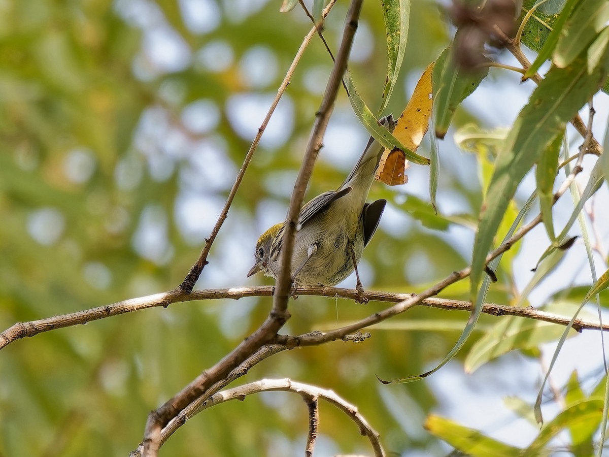 Chestnut-sided Warbler - ML645964777