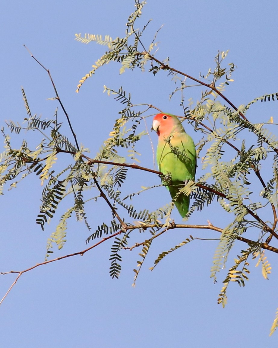 agapornis růžovohrdlý - ML645964780