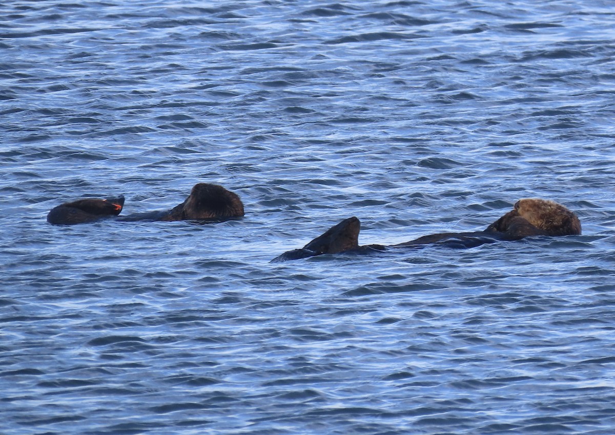 Animals - ML645964781