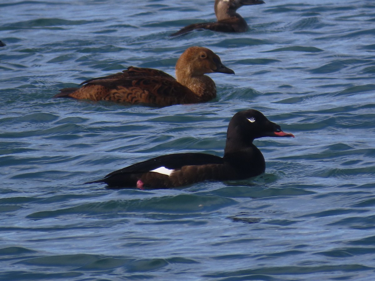 White-winged Scoter - ML645964786