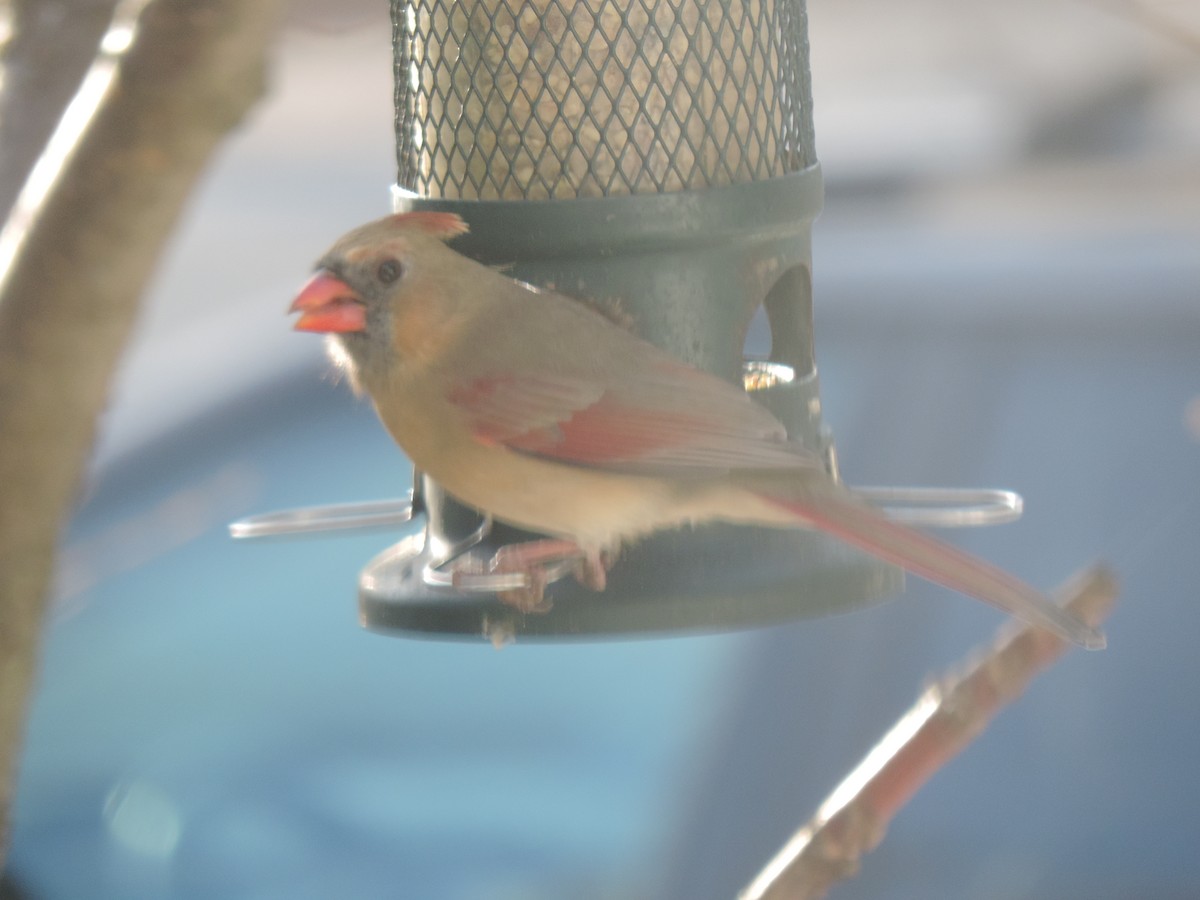 Northern Cardinal - ML645964795