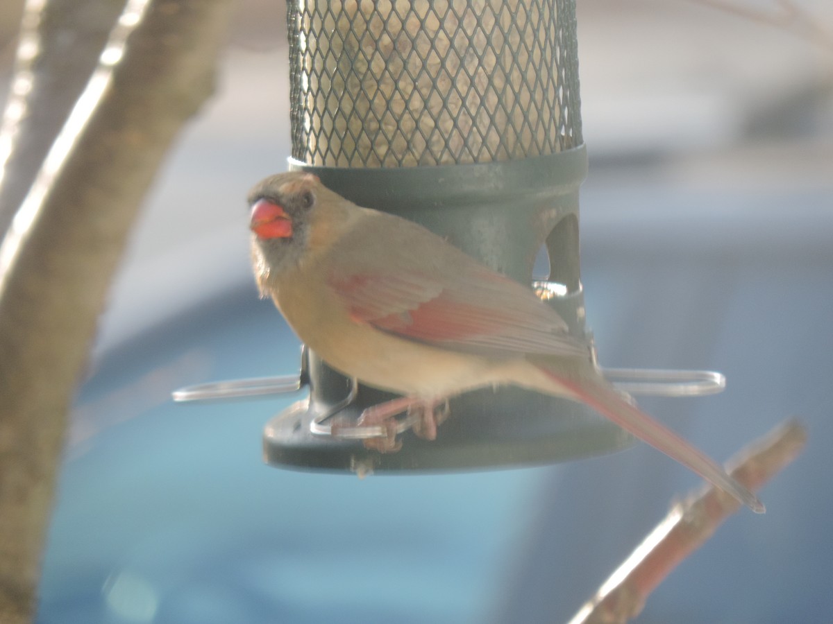 Northern Cardinal - ML645964796