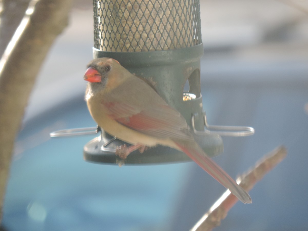 Northern Cardinal - ML645964797