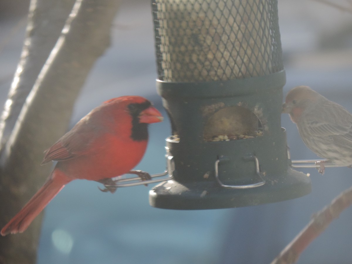 Northern Cardinal - ML645964798