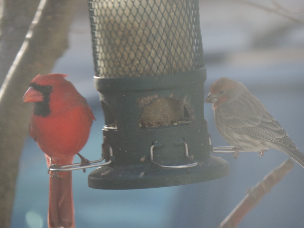 Northern Cardinal - ML645964799