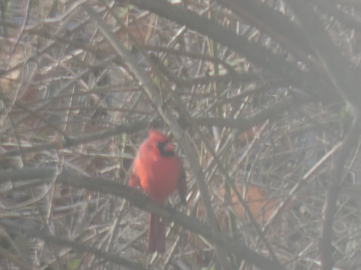Northern Cardinal - ML645964800