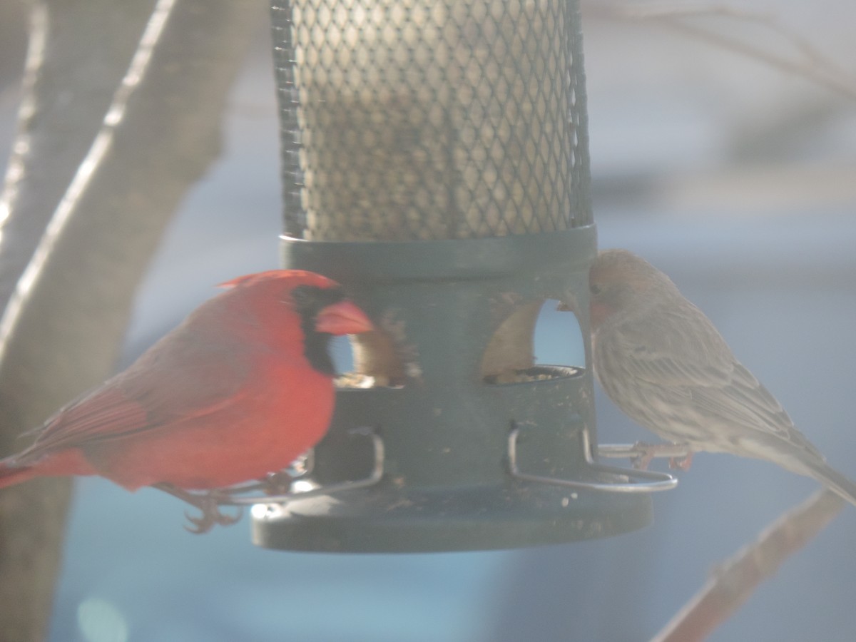 Northern Cardinal - ML645964801