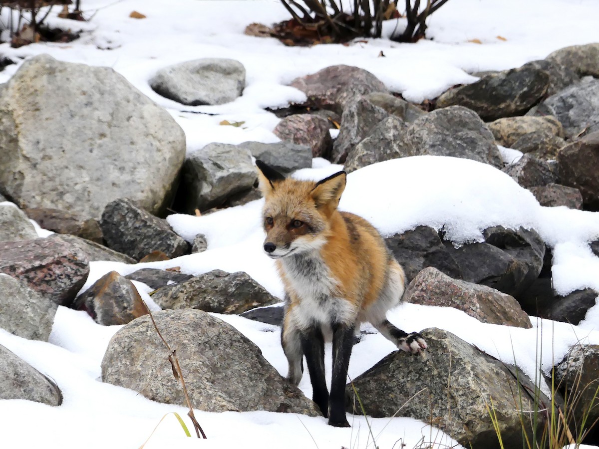 Red Fox - ML645964811