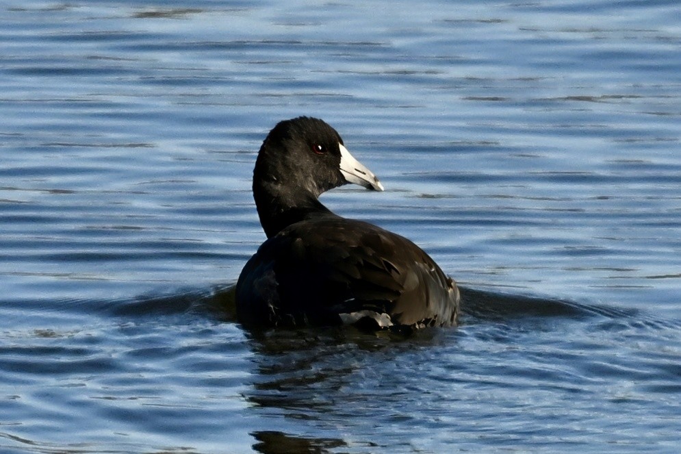 Лиска американська - ML645964814