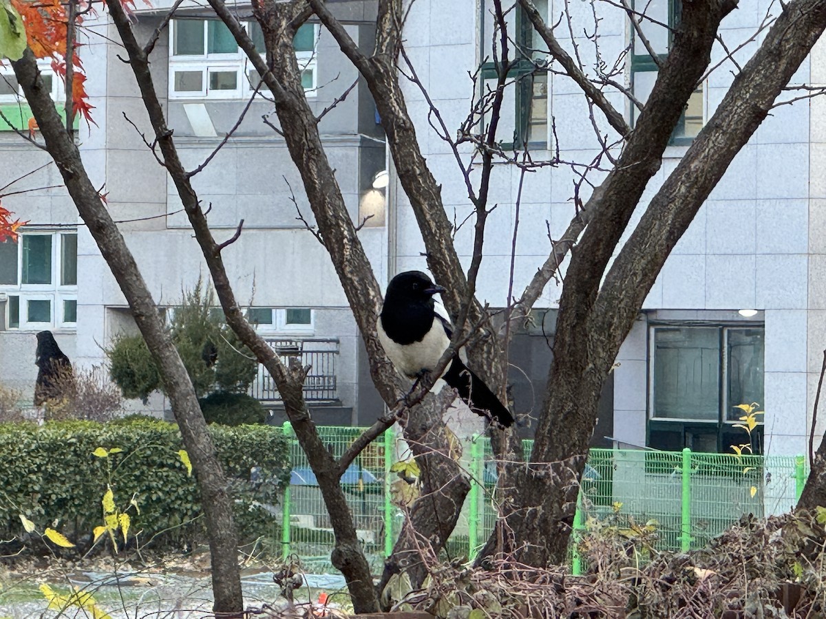 orientskjære - ML645964815