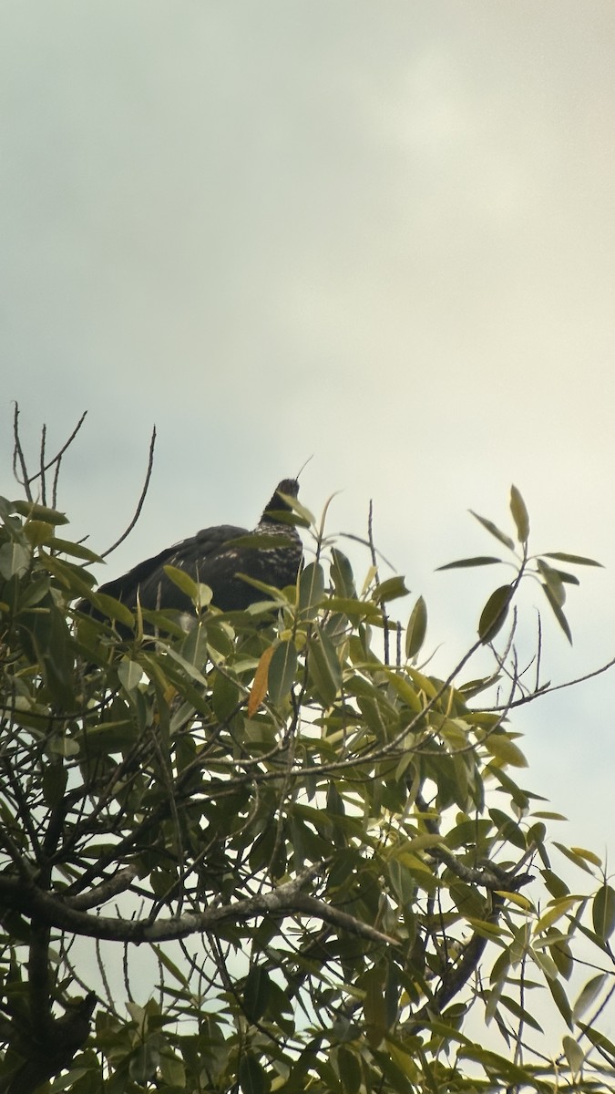 kamiš růžkatý - ML645964816