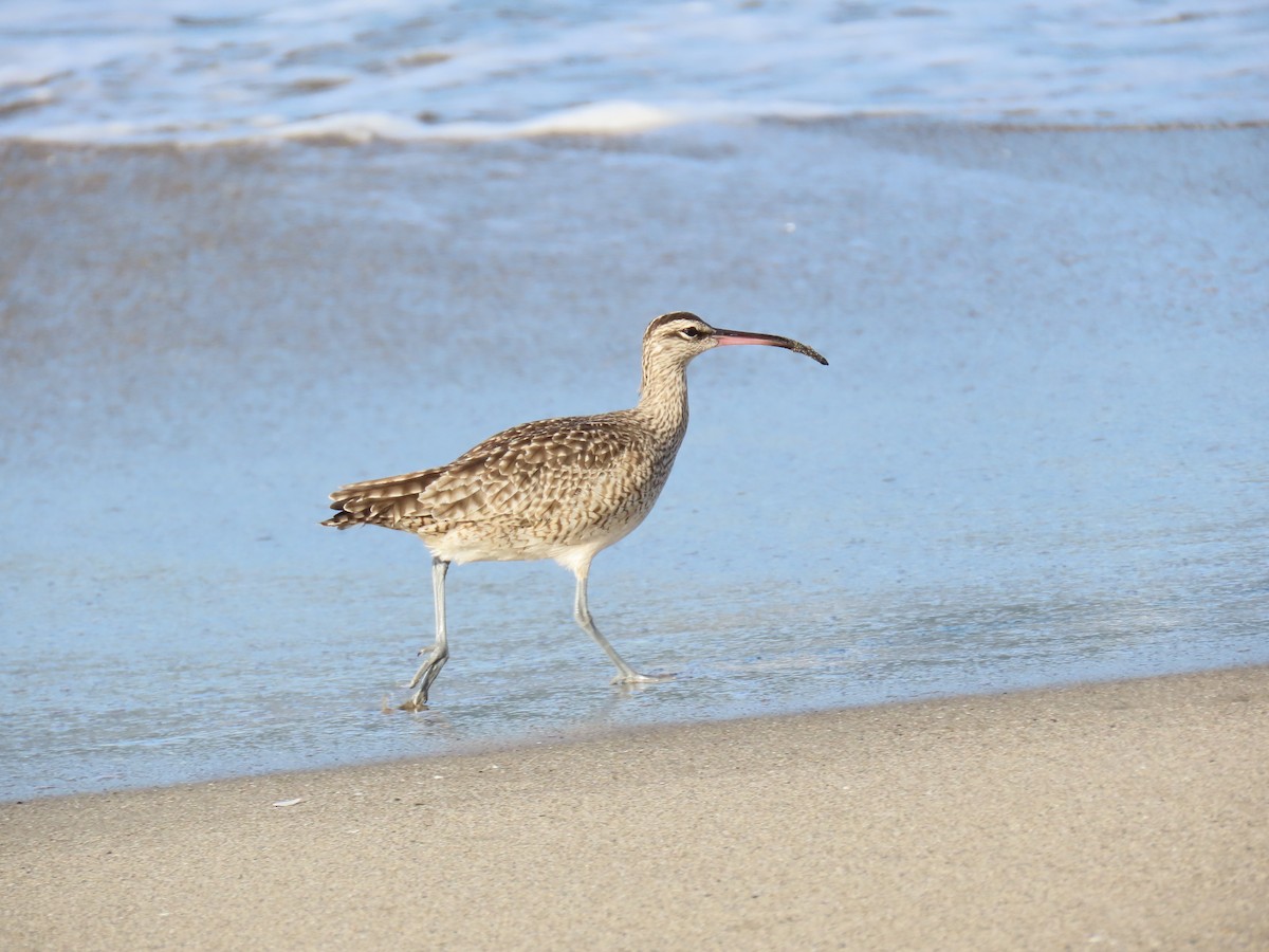 Hudsonian Whimbrel - ML645964820