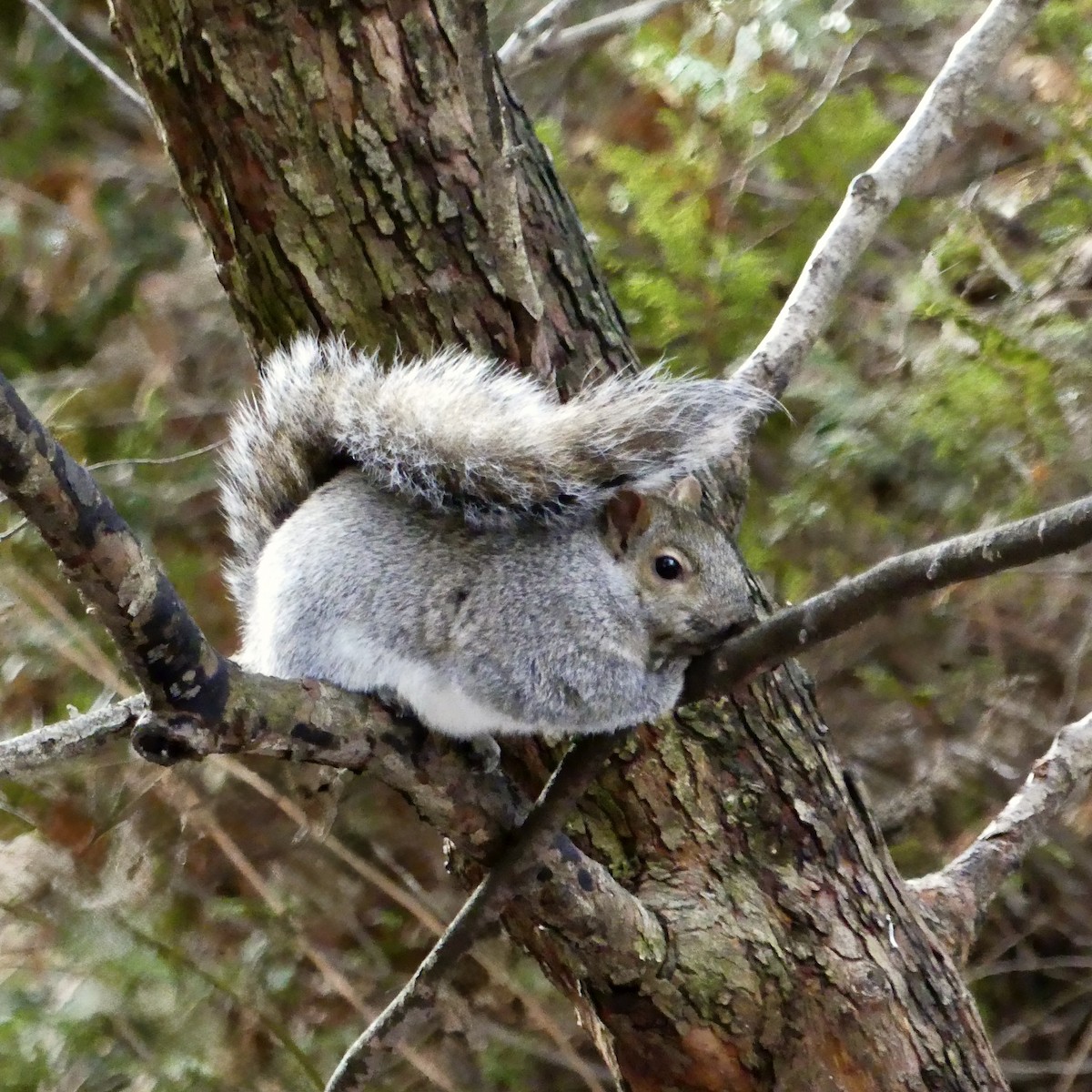 Eastern Gray Squirrel - ML645964826