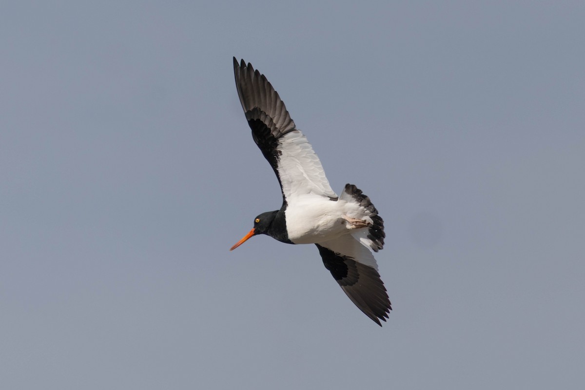 Magellanic Oystercatcher - ML645964827