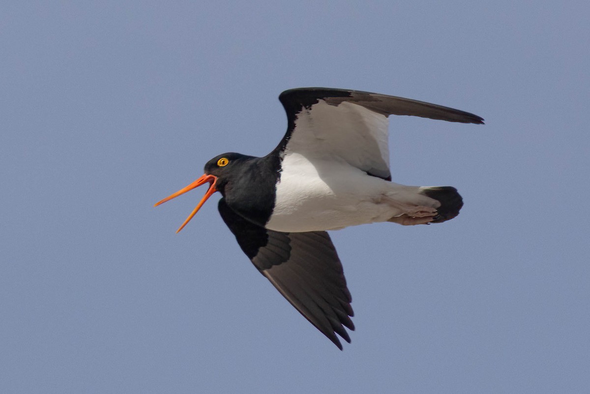 Magellanic Oystercatcher - ML645964828