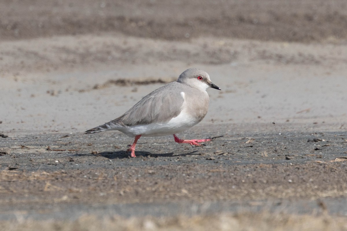 Магелланова ржанка - ML645964832