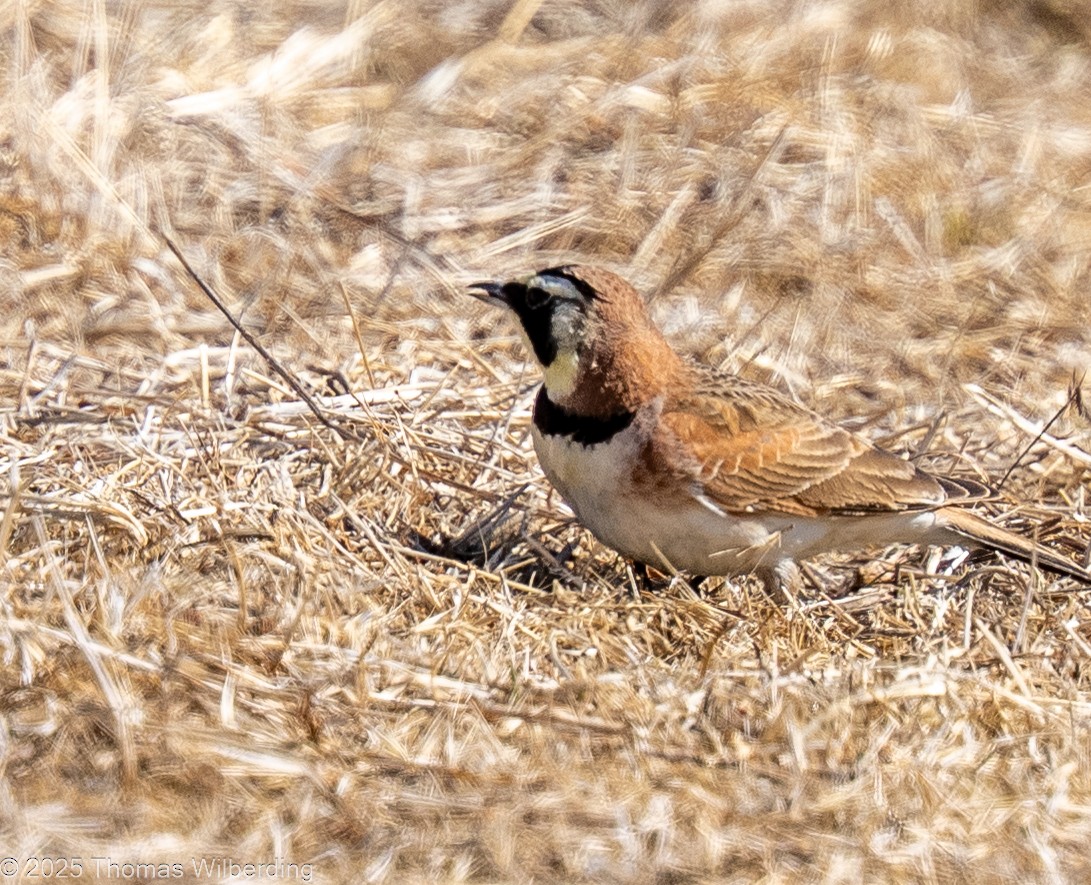 Alondra Cornuda - ML645964833