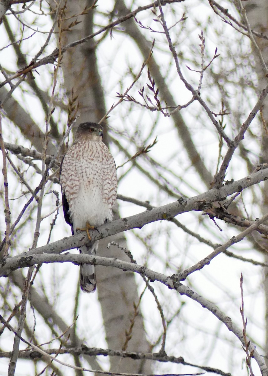 Cooper's Hawk - ML645964838