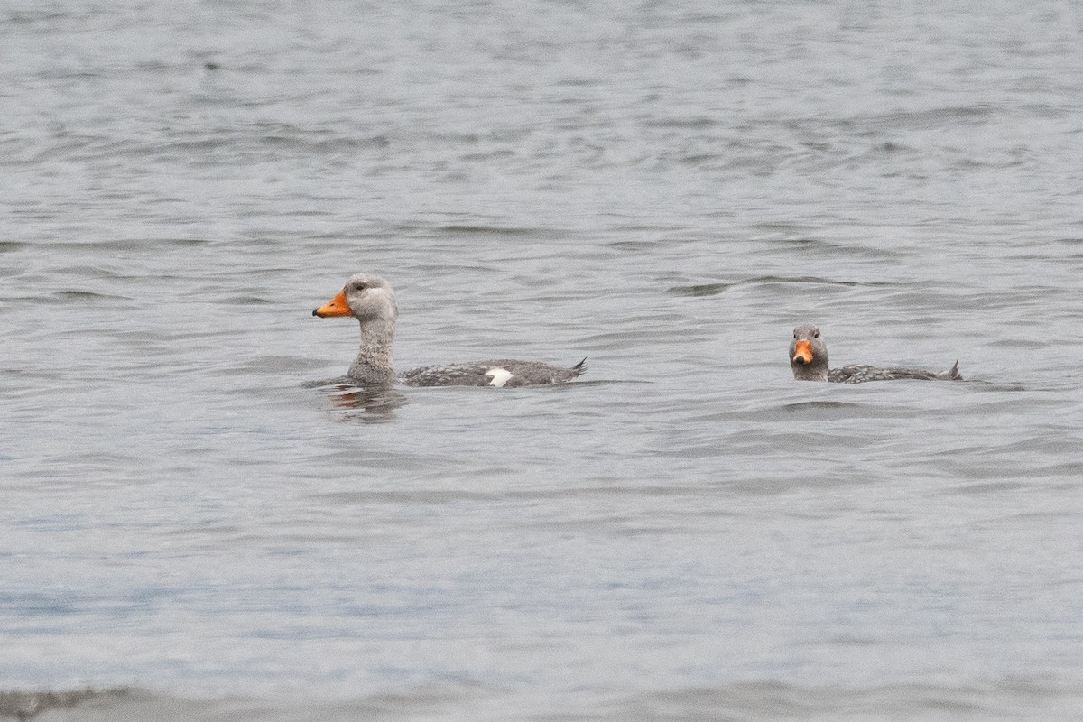 オオフナガモ - ML645964840