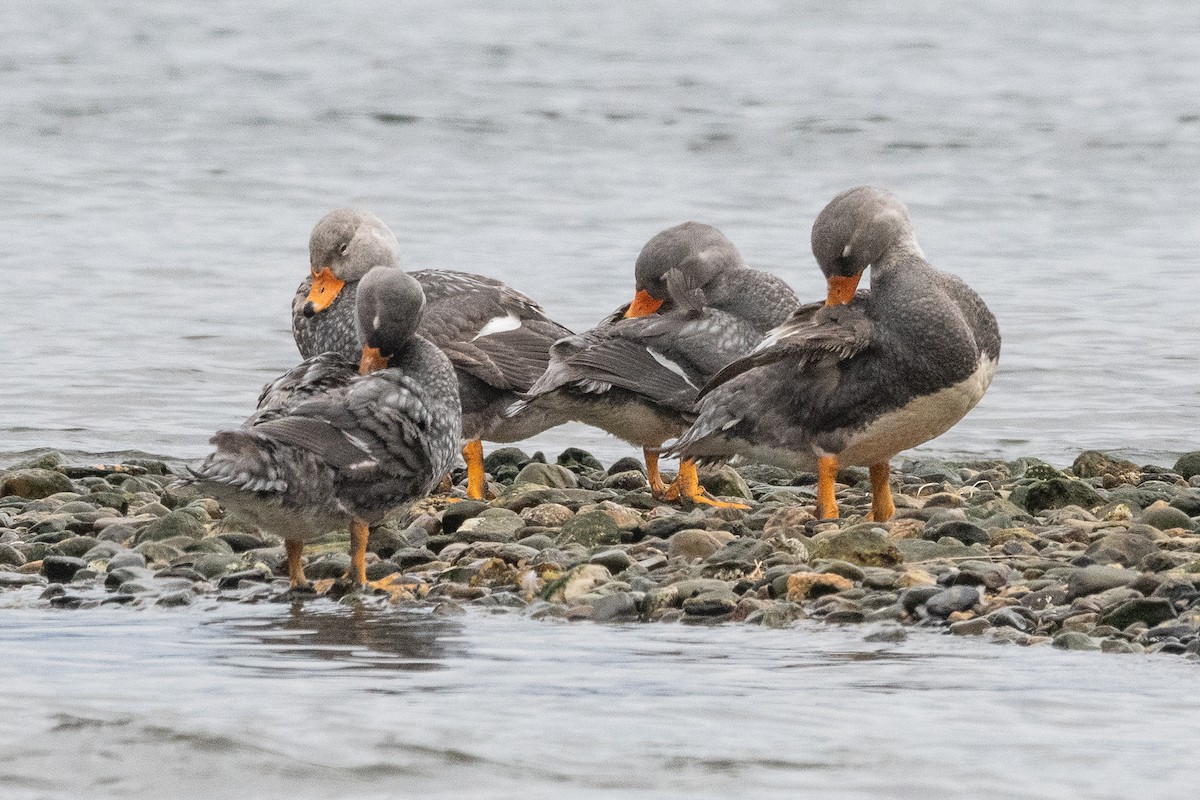 オオフナガモ - ML645964841